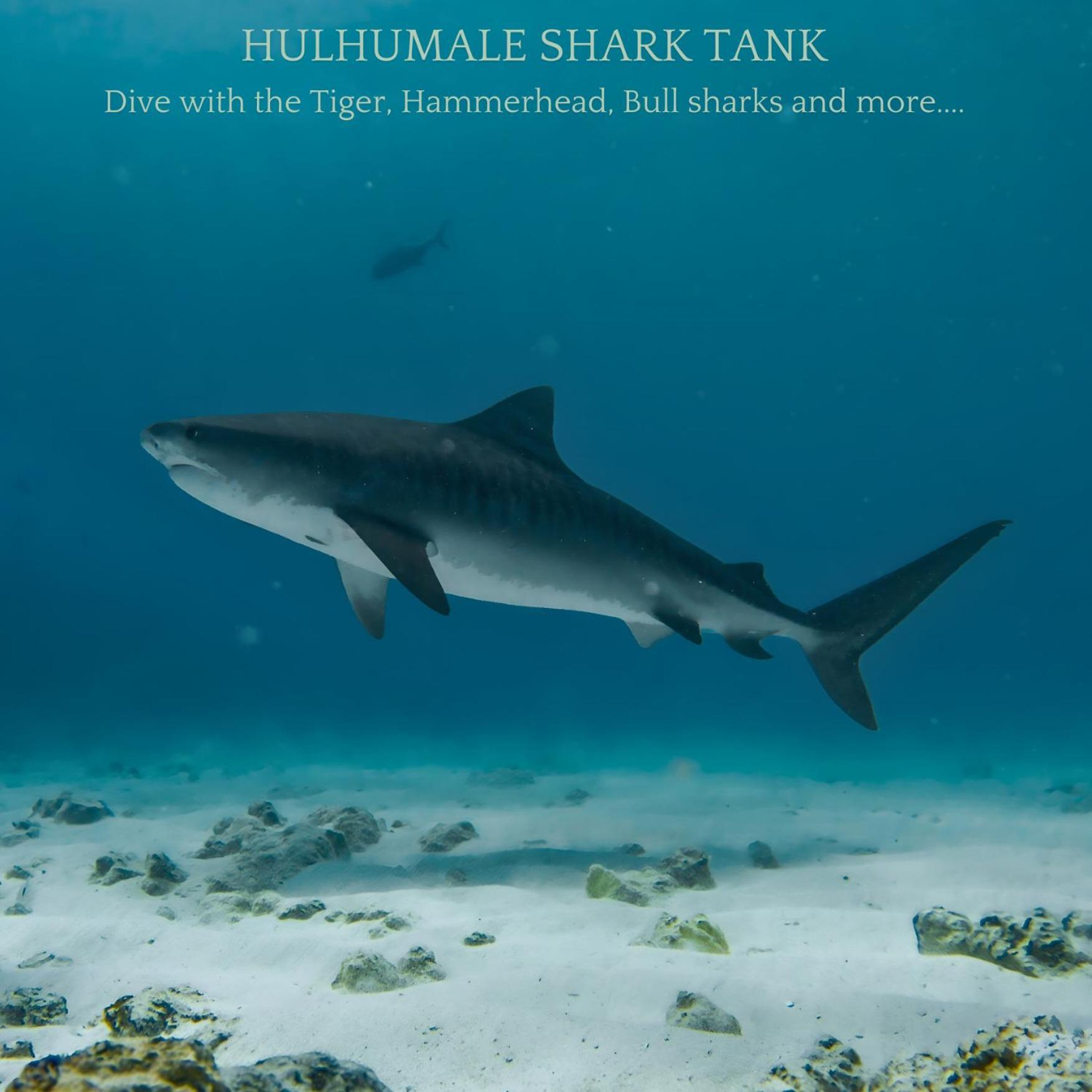 Ocean Pearl Maldives At Gulhi Island Ξενοδοχείο Εξωτερικό φωτογραφία