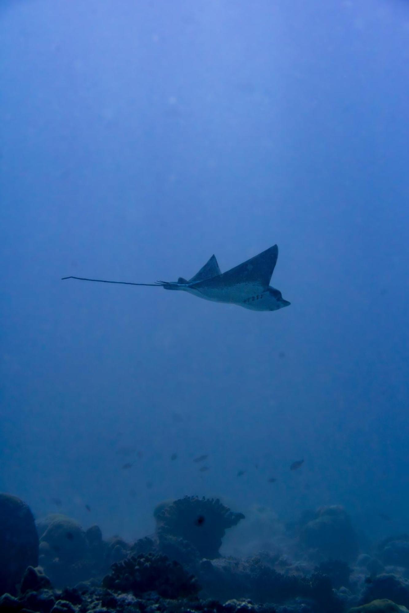 Ocean Pearl Maldives At Gulhi Island Ξενοδοχείο Εξωτερικό φωτογραφία