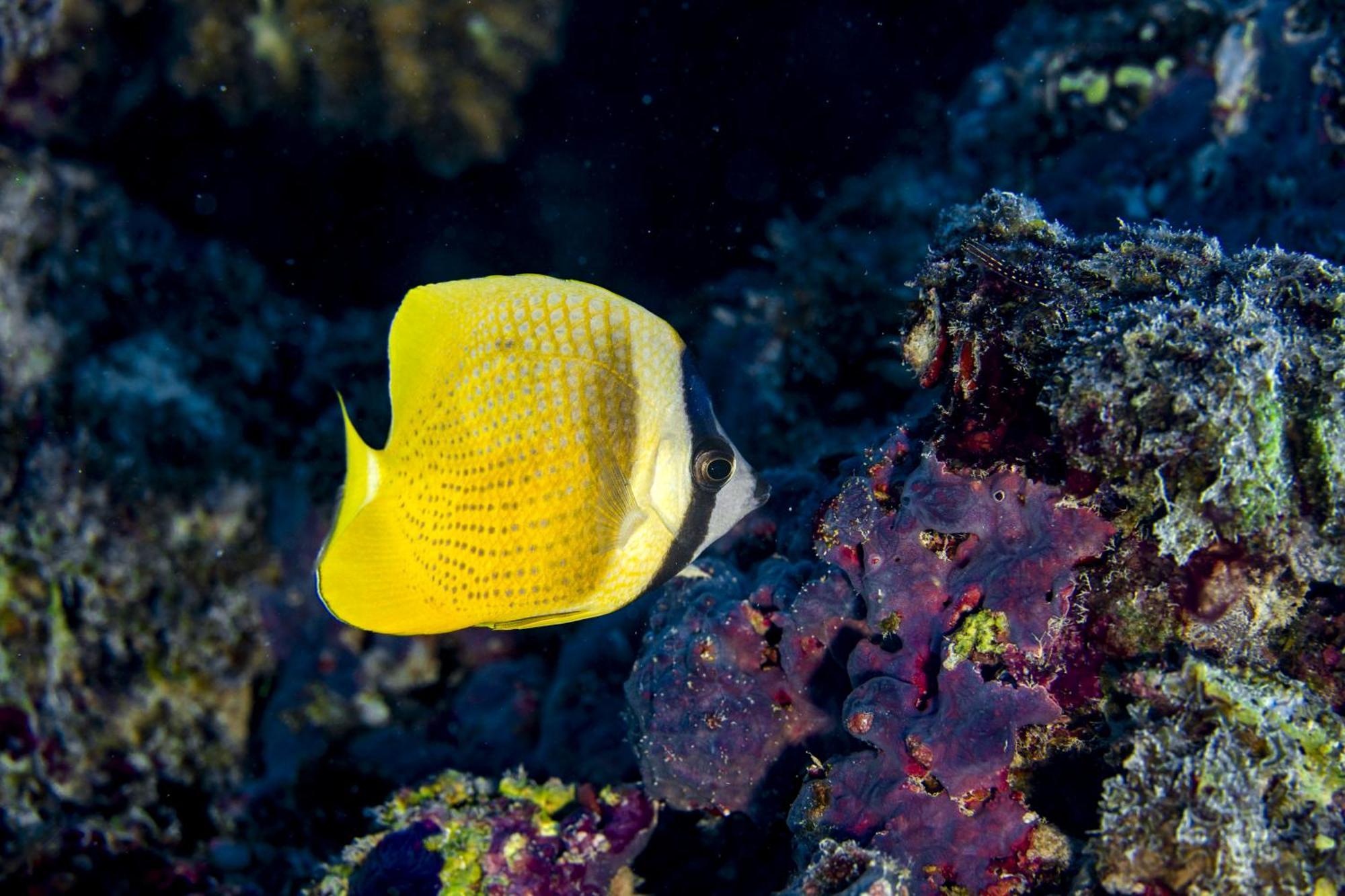 Ocean Pearl Maldives At Gulhi Island Ξενοδοχείο Εξωτερικό φωτογραφία