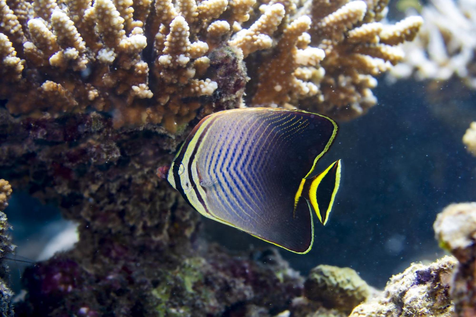 Ocean Pearl Maldives At Gulhi Island Ξενοδοχείο Εξωτερικό φωτογραφία